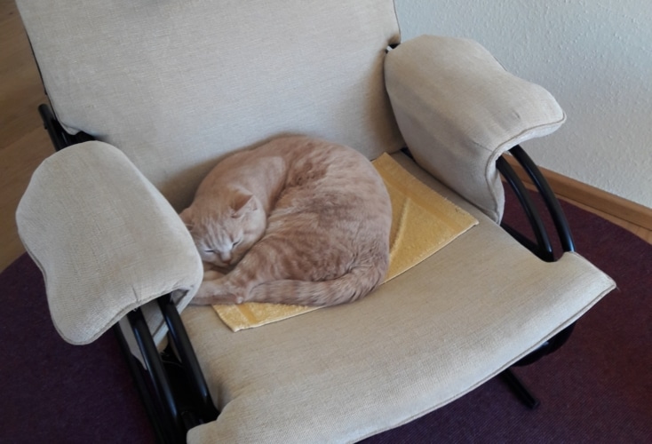 Der Kater nimmt bei OSP-Sportpsychologe Lothar Linz derzeit den Platz der Athlet*innen ein 